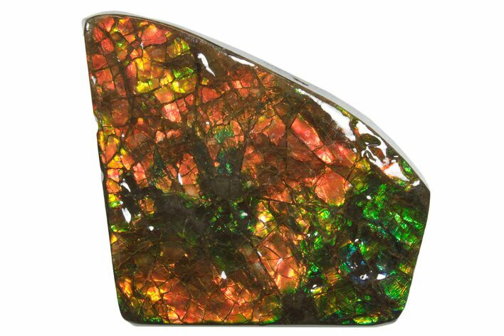 Iridescent Ammolite (Fossil Ammonite Shell) - Oranges & Greens #336300